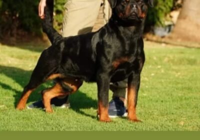 Screenshot_20241014-012807