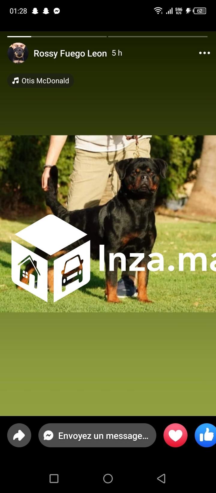 Rottweiler pedigree avec puce