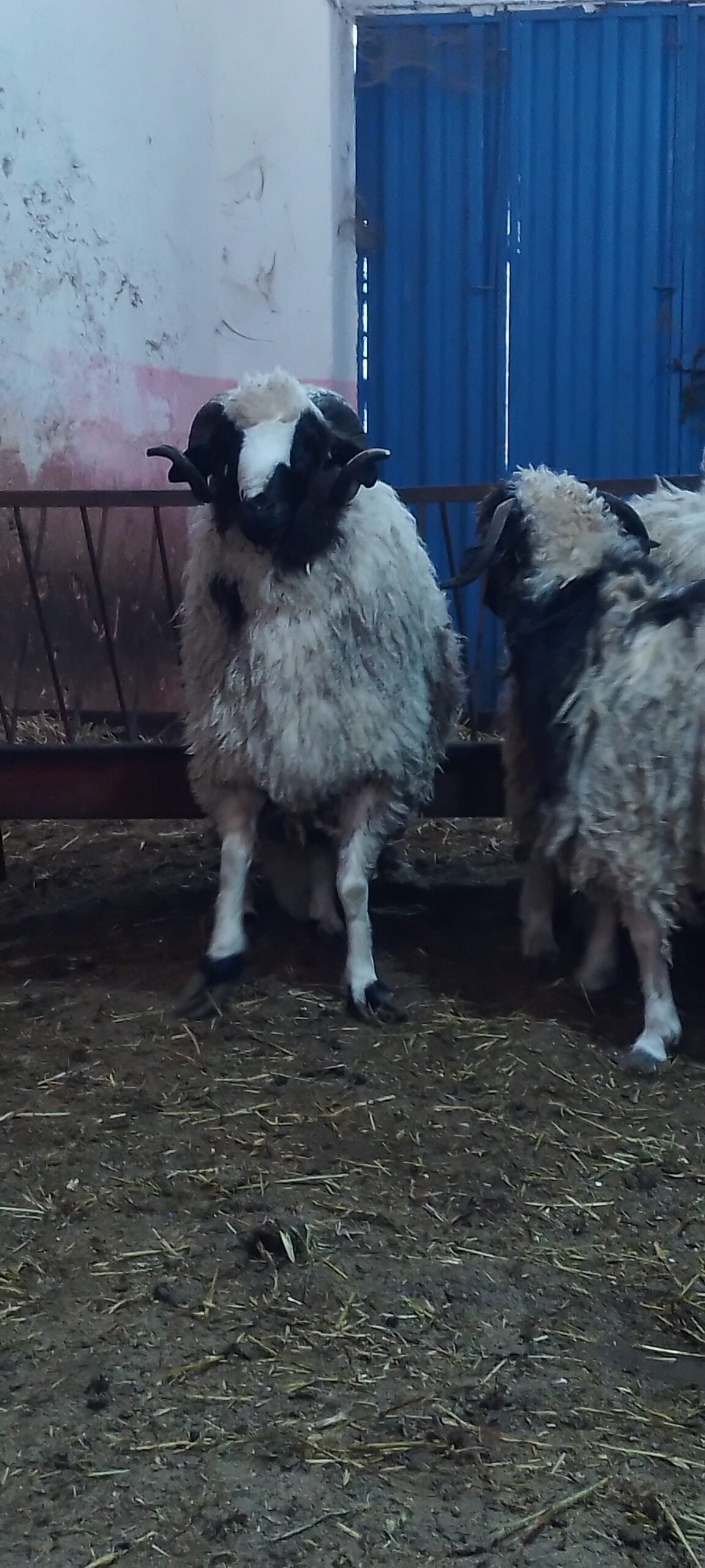 متوفر خرفان / خروفات / بقر / ماعز