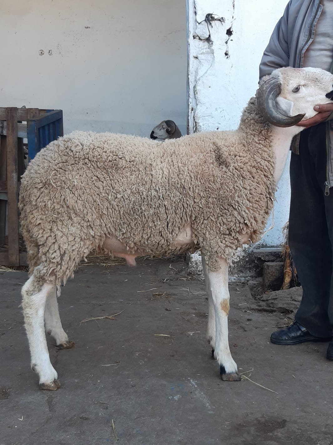 متوفر خرفان / خروفات / بقر / ماعز