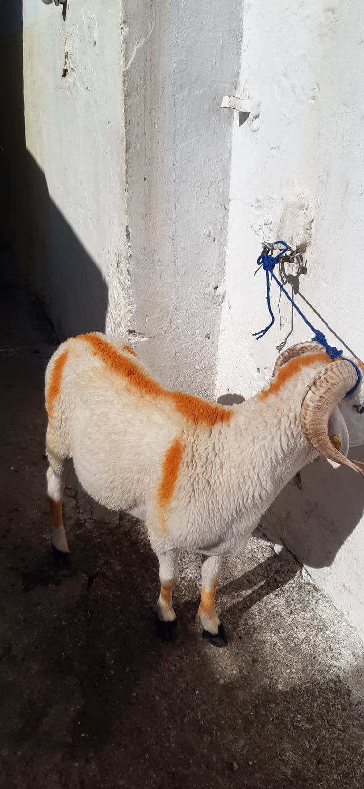 متوفر خرفان / خروفات / بقر / ماعز