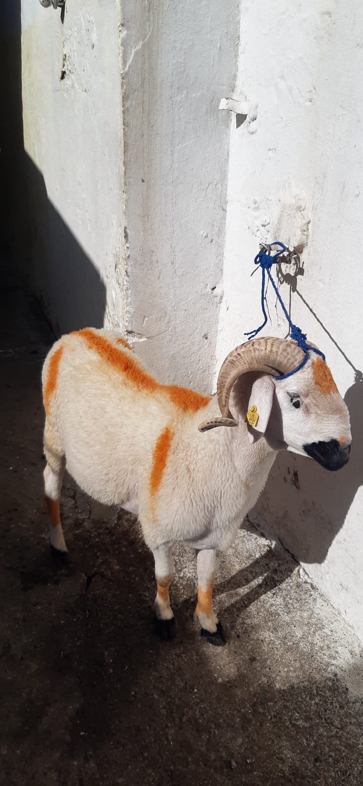 متوفر خرفان / خروفات / بقر / ماعز