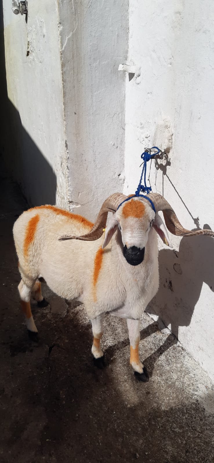 متوفر خرفان / خروفات / بقر / ماعز