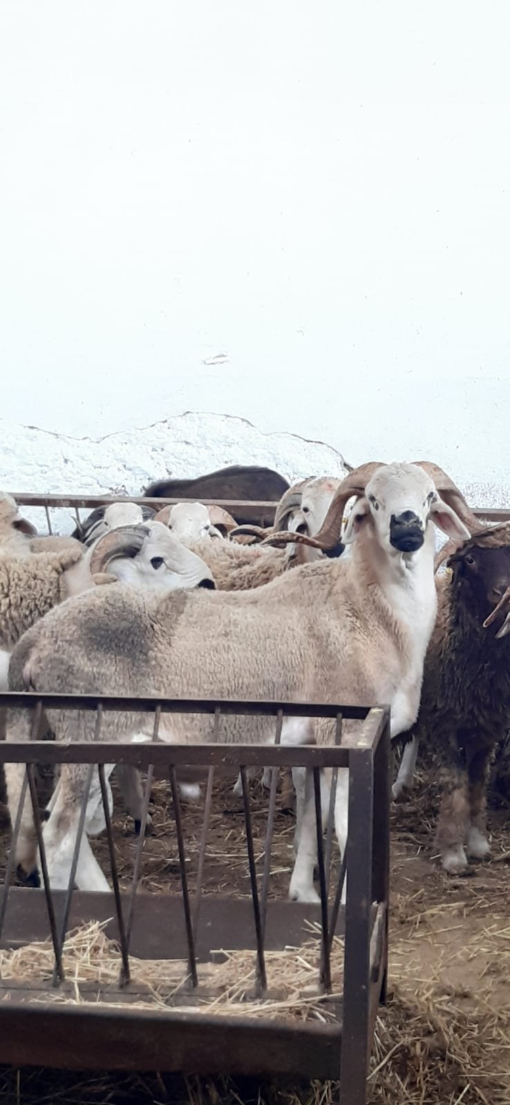 متوفر خرفان / خروفات / بقر / ماعز