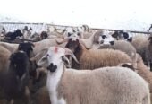 متوفر خرفان / خروفات / بقر / ماعز