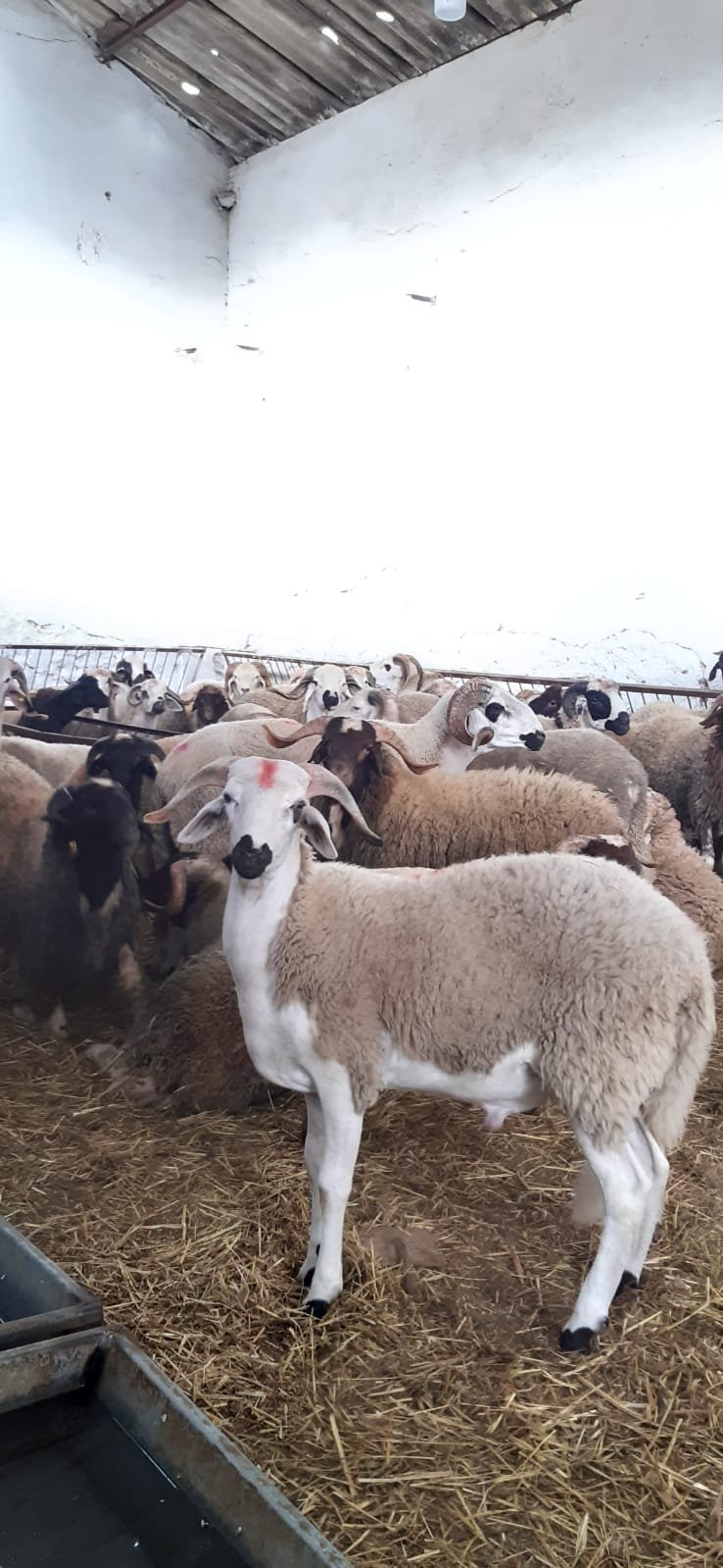 متوفر خرفان / خروفات / بقر / ماعز