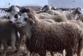 متوفر خرفان / خروفات / بقر / ماعز