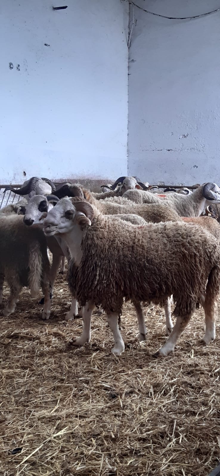 متوفر خرفان / خروفات / بقر / ماعز