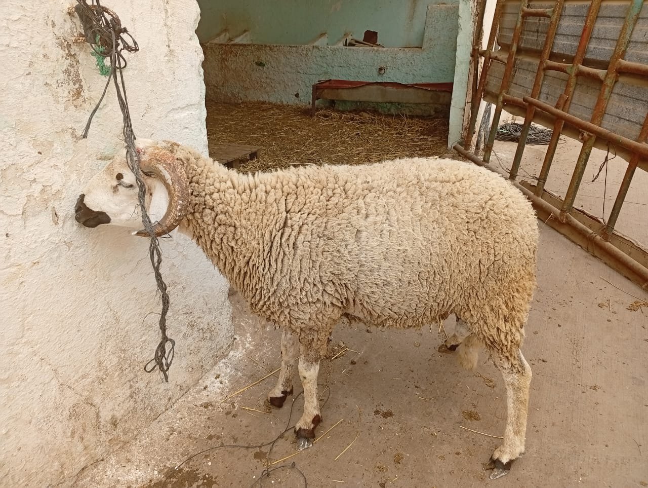 متوفر خرفان / خروفات / بقر / ماعز