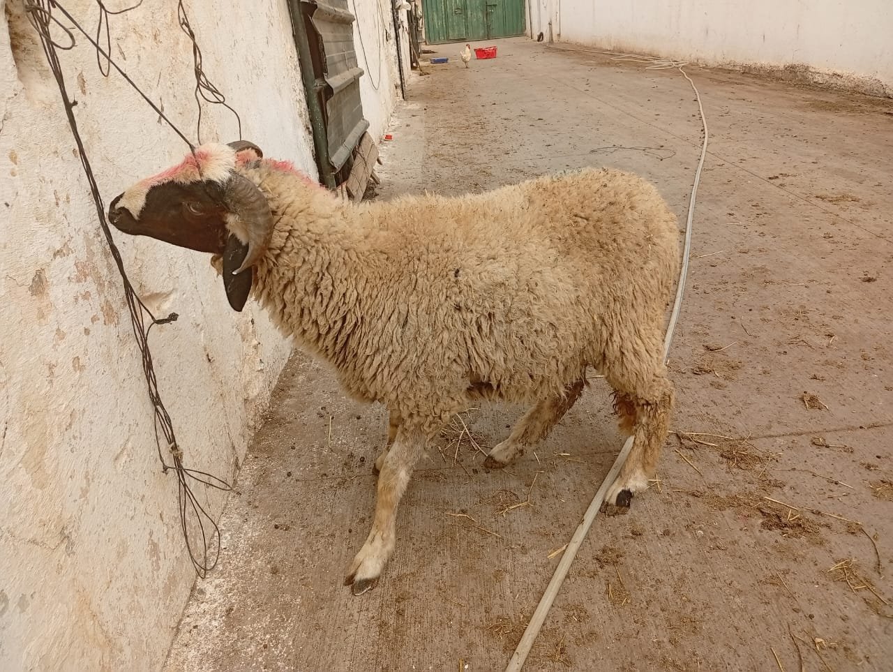 متوفر خرفان / خروفات / بقر / ماعز