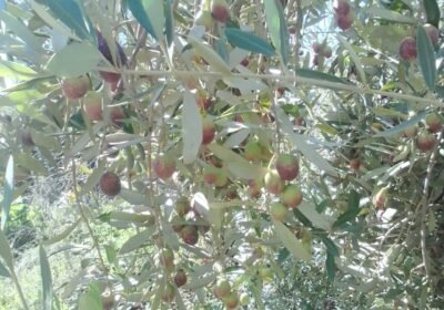 WhatsApp-Image-2026-01-08-at-13.24.45