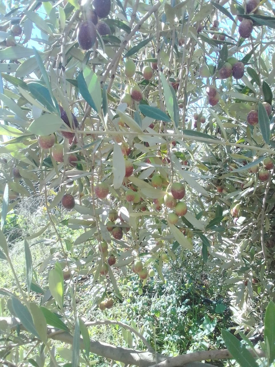 Huile d’olive BELDI, Region de Chaouïa