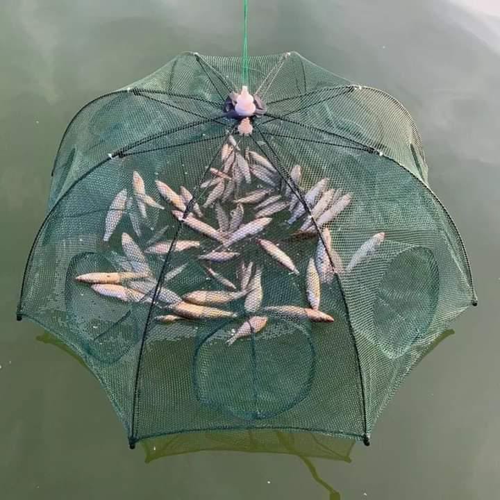 جوبيا صيد الاسماك