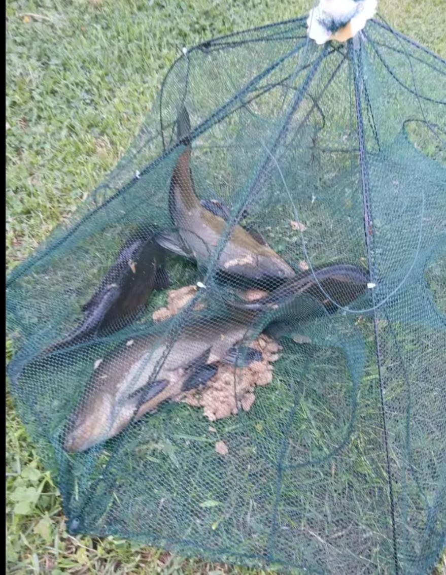 جوبيا صيد الاسماك