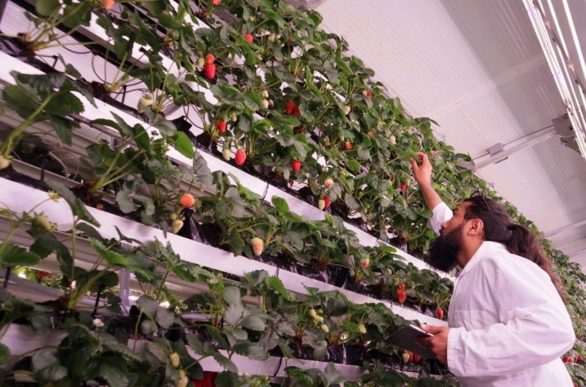 خبير واستشاري دولي في الزراعة المائية والهيدروبونيك والبيوت المحمية OFFRE DE SERVICE عرض خدمات احترافية